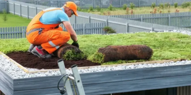 laying-green-roof
